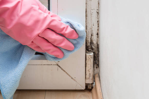 Best Commercial Mold Remediation in Artesia, CA